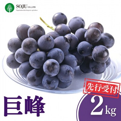 先行受付 巨峰 約2kg  令和8年産 新潟県 三条市産 ぶどう 【016P033】