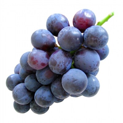 先行受付 巨峰 約2kg  令和8年産 新潟県 三条市産 ぶどう 【016P033】