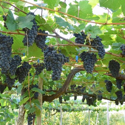 先行受付 巨峰 約2kg  令和8年産 新潟県 三条市産 ぶどう 【016P033】