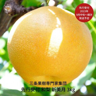 先行受付 オリジナル和梨 新美月 3kg [2023年発送予定] 贈答用 ギフト【016P037】 | ふるさと納税のお礼品