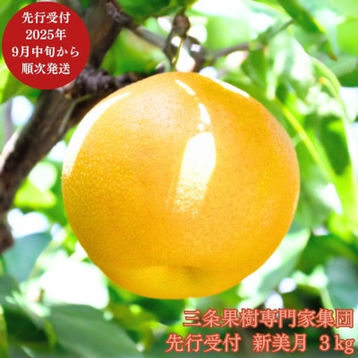 先行受付 新潟オリジナル和梨 新美月 約3kg [9月中旬から発送予定] 新潟県【016P037】
