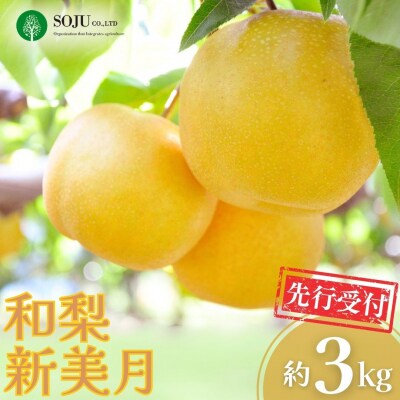 先行受付 新潟オリジナル和梨 新美月 約3kg 令和8年産 新潟県【016P037】