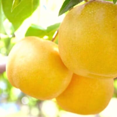 先行受付 新潟オリジナル和梨 新美月 約3kg [9月中旬から発送予定] 新潟県【016P037】