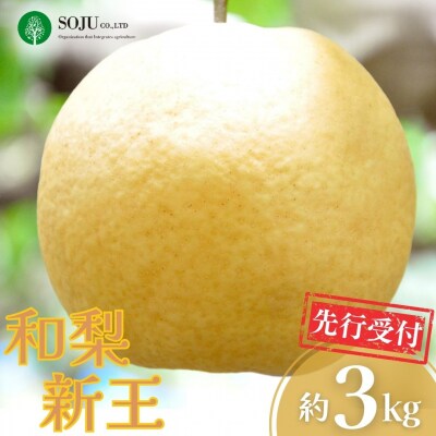 先行受付 新潟オリジナル和梨 新王 約3kg 令和8年産 新潟県【016P041】