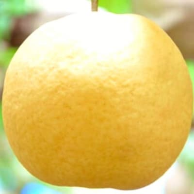 先行受付 新潟オリジナル和梨 新王 約3kg [9月中旬から発送予定] 新潟県【016P041】