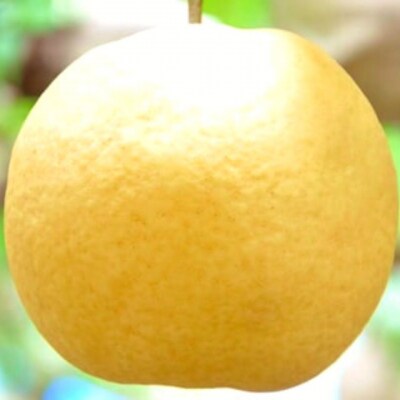 先行受付 新潟オリジナル和梨 新王 約3kg 令和8年産 新潟県【016P041】