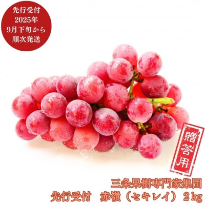 先行受付 ぶどう 赤嶺(セキレイ) 2kg [9月下旬から発送予定] 新潟県【017P016】