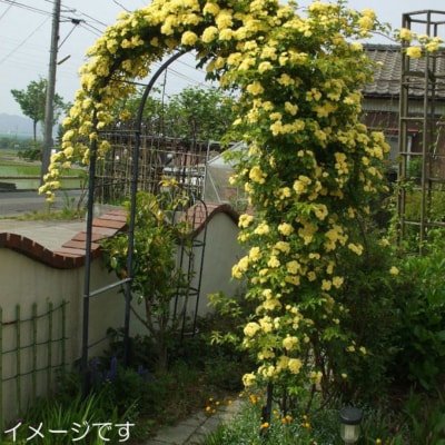 Green Garden 組立式 角パイプ製フラワーアーチ クレメント 160幅 【103S001】