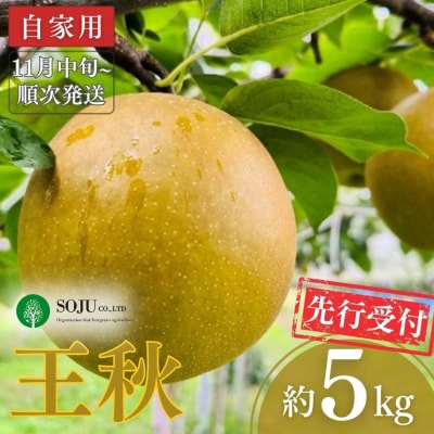 先行受付 和梨 王秋 自家用 約5kg [11月中旬から発送予定]新潟県 三条市産【010S261】