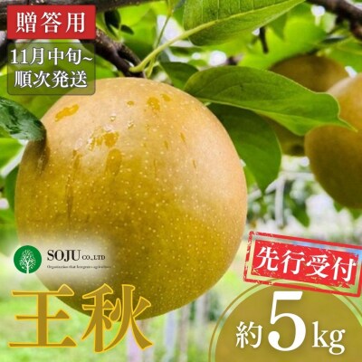 先行受付 和梨 王秋 約5kg [11月中旬から発送予定]贈答用 新潟県 三条市産【016S027】