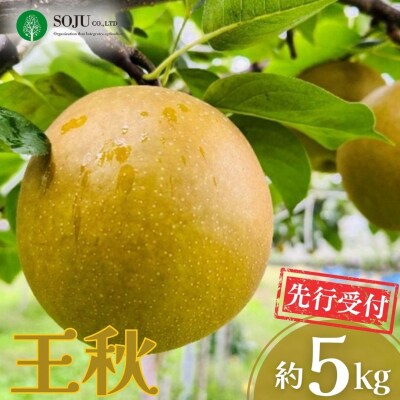 先行受付 和梨 王秋 約5kg 新潟県 三条市産【016S027】