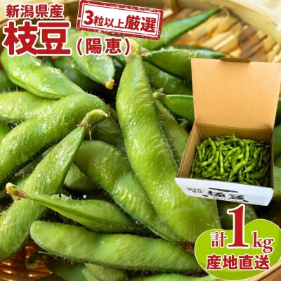  [3粒以上を厳選] 朝採り枝豆 1kg 枝豆(陽恵) [堀川農園] 【017S023】