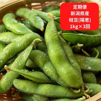 【先行予約】 [定期便1kg×3回] 新潟県産 枝豆(陽恵) 1kg 朝採り枝豆 【030S034】