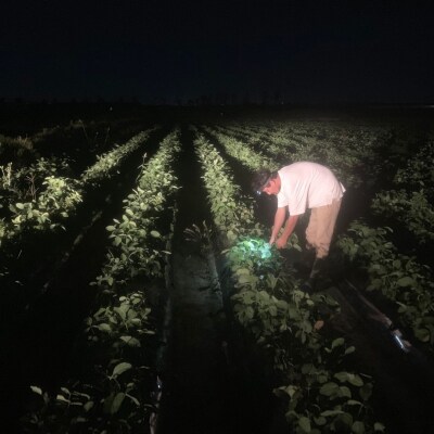 【先行予約】 [定期便1kg×3回] 新潟県産 枝豆(陽恵) 1kg 朝採り枝豆 【030S034】