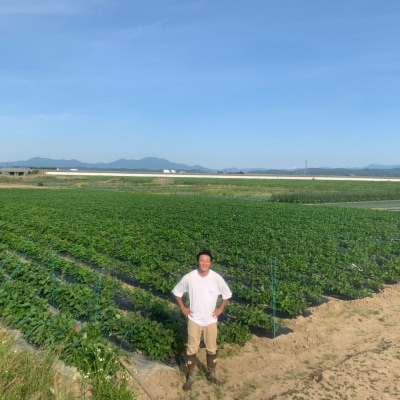 【先行予約】[定期便 3kg×3回] 新潟県産 枝豆(陽恵) 朝採り枝豆【090S002】