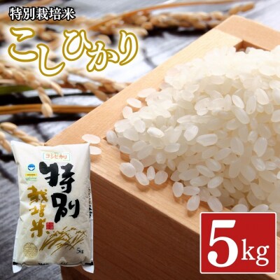 特別栽培米 コシヒカリ5kg 令和8年産 新潟県認証 新潟県三条市産 こしひかり 【010S275】
