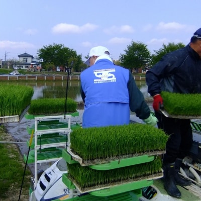 特別栽培米 コシヒカリ5kg 令和7年産 新潟県認証 新潟県三条市産 こしひかり 【010S275】