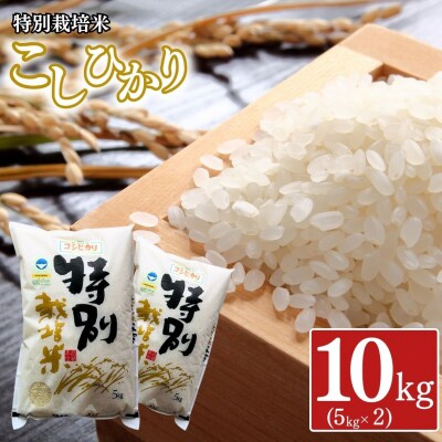 特別栽培米 コシヒカリ10kg(5kg×2) 令和8年産 新潟県認証 三条市産 【018S025】