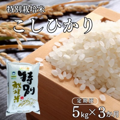 [定期便5kg×3ヶ月] 特別栽培米 コシヒカリ5kg 新潟県認証 令和7年産【027S014】