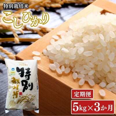 [定期便5kg×3ヶ月] 特別栽培米 コシヒカリ5kg 新潟県認証 令和8年産【027S014】