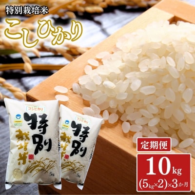 [定期便10kg (5kg×2袋)×3ヶ月] 特別栽培米 コシヒカリ 令和8年産 【053S002】