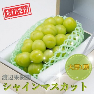 先行受付 大房シャインマスカット1房 (約570g) 令和8年度 贈答用 【011S091】