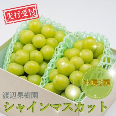 先行受付 中房シャインマスカット2房(約1kg) 令和8年度 渡辺果樹園 贈答用 【018S031】