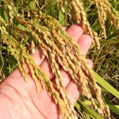 令和7年産米 特別栽培米 下田産コシヒカリ 白雪美人 精米 10kg【021S029】