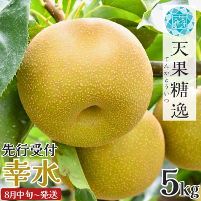 先行受付 和梨 幸水 特秀品 5kg 8月中旬から発送予定 糖度13度以上厳選【013S061】