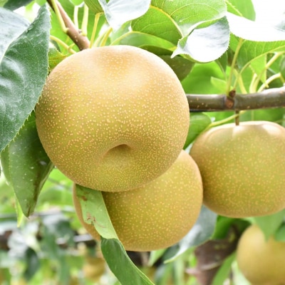 先行受付 和梨 幸水 特秀品 約5kg 糖度13度以上を厳選 令和8年度 【013S061】