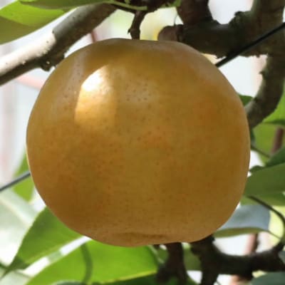先行受付 和梨 豊水 特秀品 5kg 9月上旬から発送予定 糖度13度以上厳選【013S062】