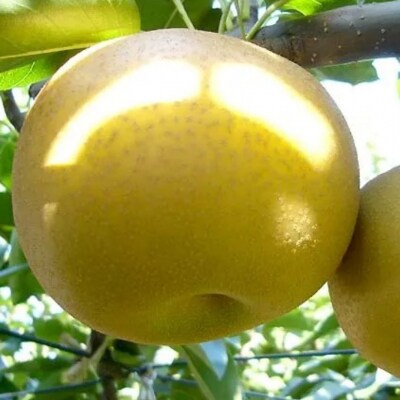 先行受付 和梨 あきづき 特秀品 約5kg 糖度13度以上を厳選 令和8年度 【013S063】