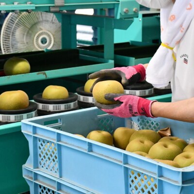先行受付 和梨 あきづき 特秀品 5kg 9月中旬から発送予定 糖度13度以上厳選【013S063】