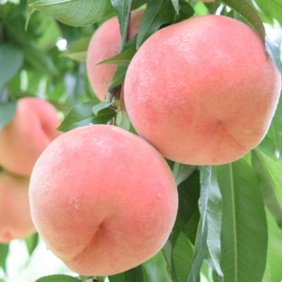 先行受付 桃 特秀品 約3kg 糖度13度以上を厳選 令和8年度 【014S057】