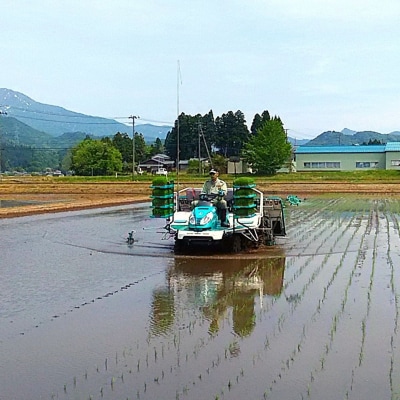 先行受付 [定期便5kg×6か月] 新潟県産 こしひかり 精米 白米 【060S007】