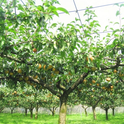 和梨 新興梨 5kg 新潟県産 梨 [岩福農園]【010P064】