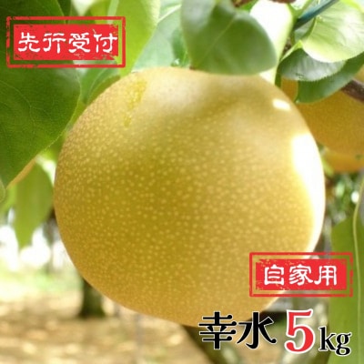 先行受付 新潟県産 和梨 幸水 自家用 5kg [岩福農園]  梨【010P046】