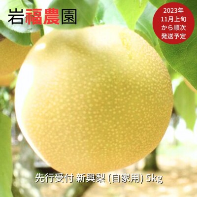 先行受付 和梨 新興梨 自家用 5kg 新潟県産   [岩福農園]  訳アリ 梨【010P065】