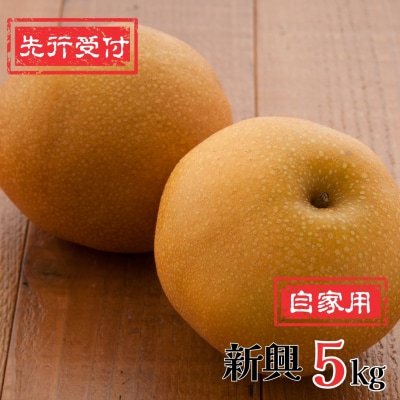 先行受付 和梨 新興梨 自家用 5kg 新潟県産   [岩福農園]  訳アリ 梨【010P065】