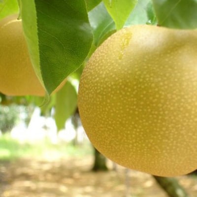 先行受付 和梨 新興梨 自家用 5kg 新潟県産   [岩福農園]  訳アリ 梨【010P065】