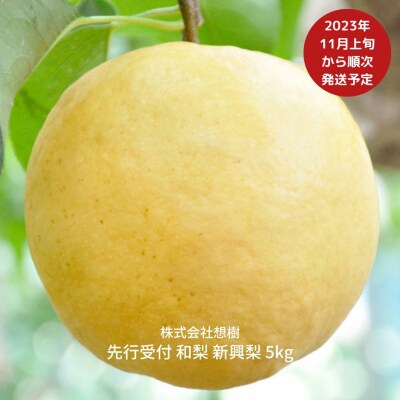 先行受付 和梨 新興梨 5kg 贈答用 新潟県 三条市産 [三条果樹専門家 ...