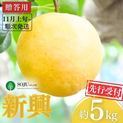 先行受付 和梨 新興 約5kg 贈答用 [11月上旬から発送予定] 【016P031】