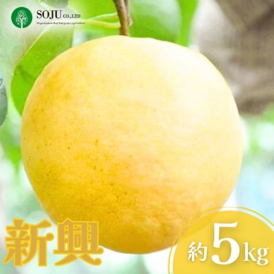 和梨 新興 約5kg 贈答用 【016P031】