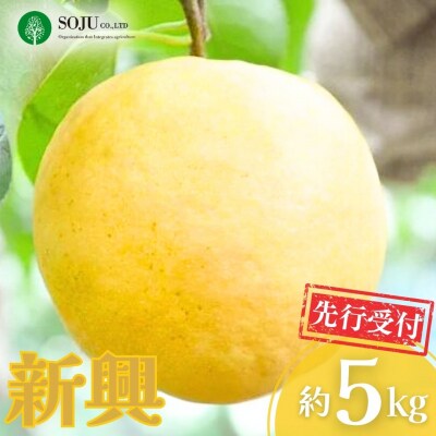 先行受付 和梨 新興 約5kg 贈答用 【016P031】