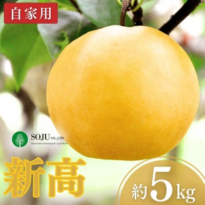 和梨 新高 自家用 5kg [三条果樹専門家集団]【010P060】