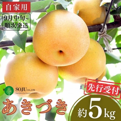 先行受付 和梨 あきづき 自家用 5kg [9月中旬から発送予定] 【010P063】