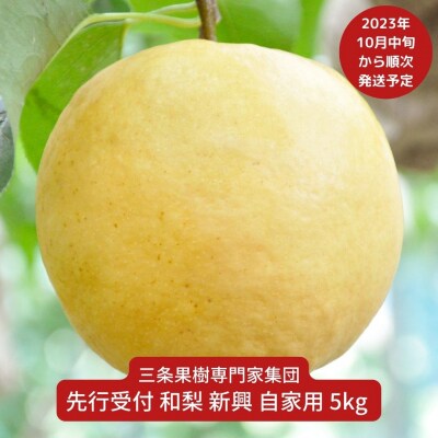 先行受付 和梨 新興 自家用 5kg 2023年発送予定 [三条果樹専門家集団] 【010P066】