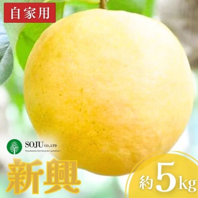 和梨 新興 自家用 5kg【010P066】