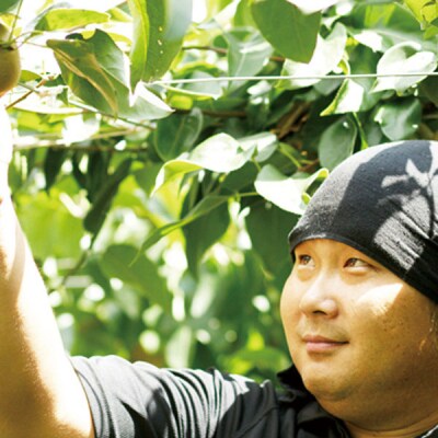 先行受付 和梨 新興 自家用 約5kg 令和8年度 新潟県産 梨 【010P066】