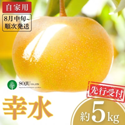 先行受付 和梨 幸水 自家用 5kg[8月中旬から発送予定][三条果樹専門家集団]【010P047】